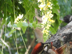 Dinopium psarodes