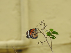 Danaus genutia