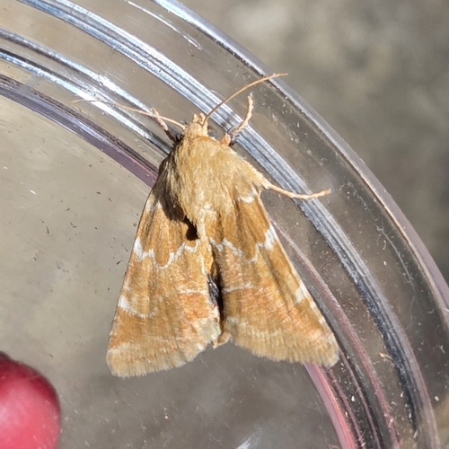Alluring Schinia Moth photo 3
