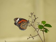 Danaus genutia
