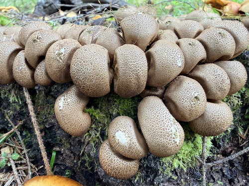 Pear-shaped Puffball