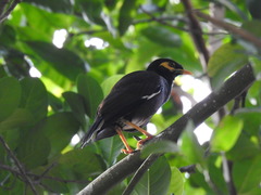Acridotheres tristis