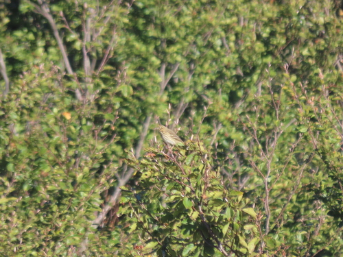 Tree Pipit
