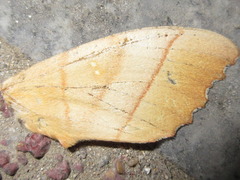 Euhampsonia cristata