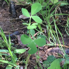 Medicago lupulina