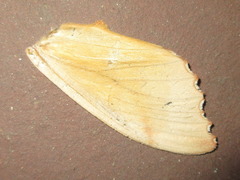 Euhampsonia cristata