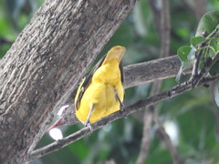 Oriolus xanthornus
