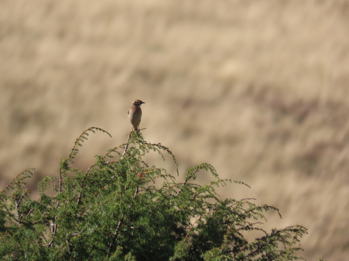 Whinchat