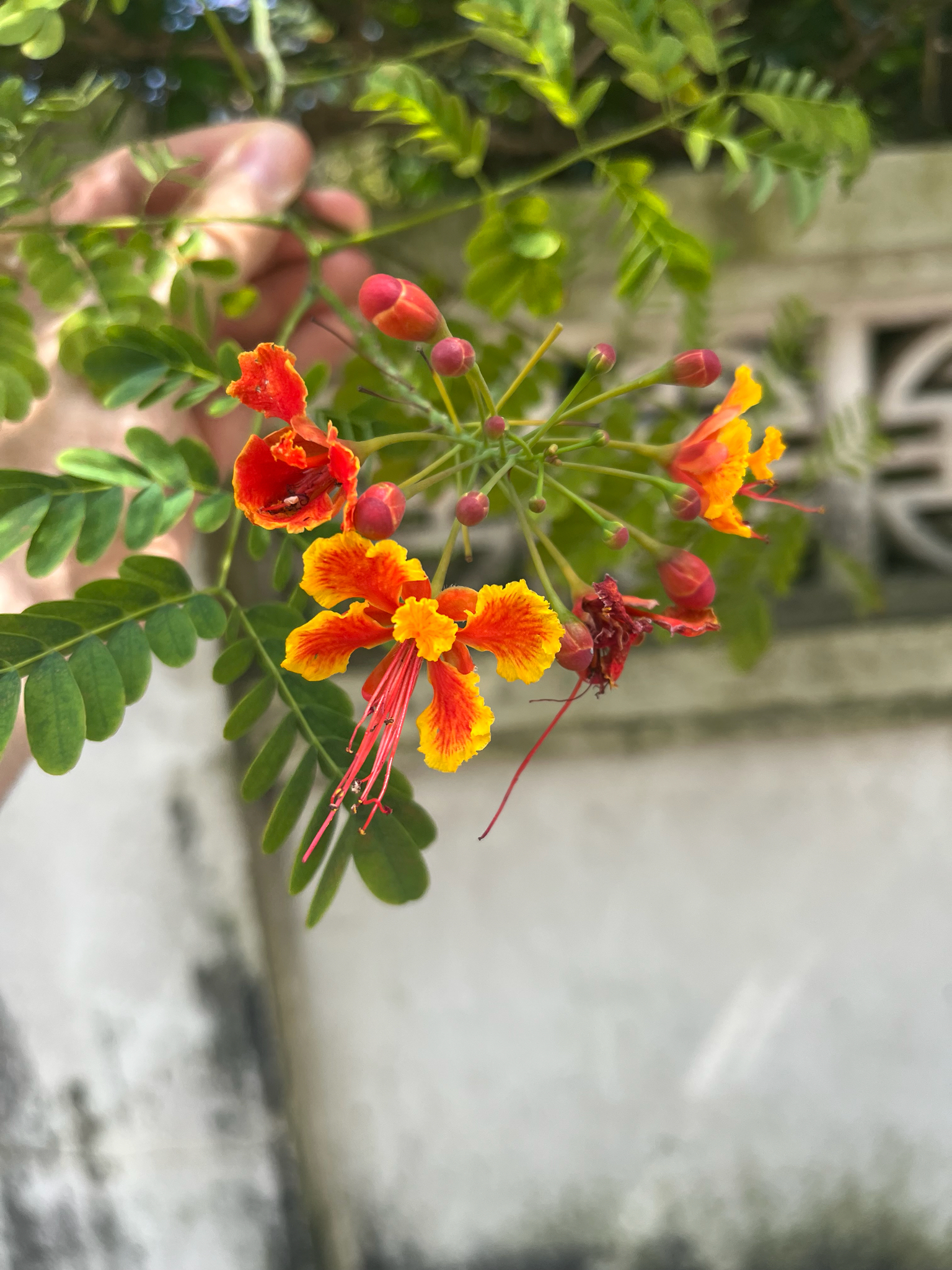Caesalpinia pulcherrima (Caesalpinia pulcherrima)