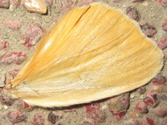 Euhampsonia cristata