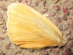 Euhampsonia cristata