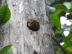 Psilopogon zeylanicus