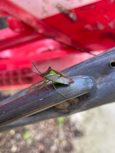 Hawthorn Shield Bug