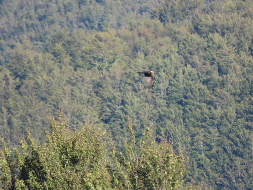 Western Marsh Harrier