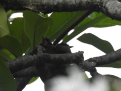 Pycnonotus cafer
