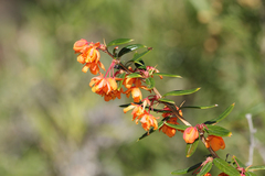 Berberis trigona