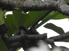 Pycnonotus cafer