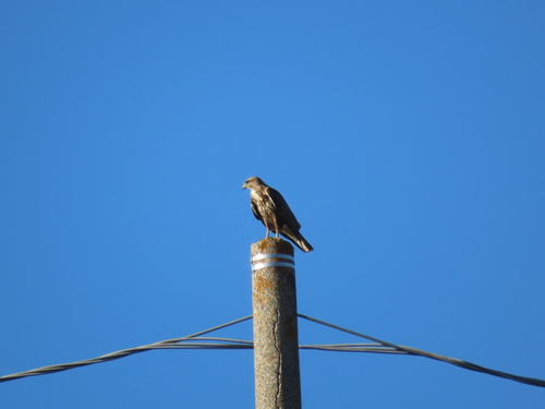 Western Common Buzzard