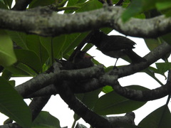 Pycnonotus cafer