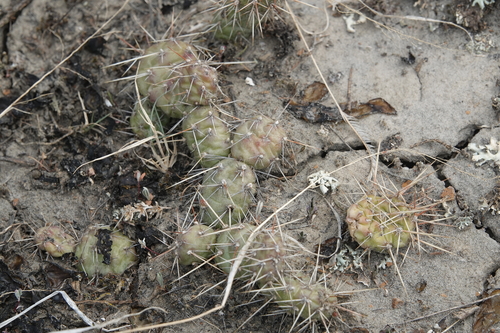Brittle Pricklypear