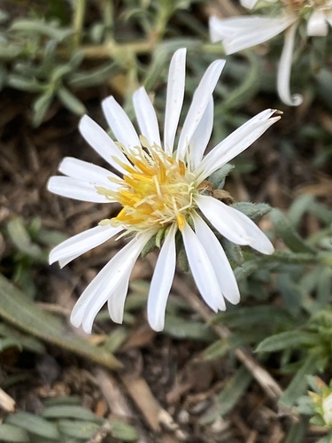 Symphyotrichum falcatum, photograph 2