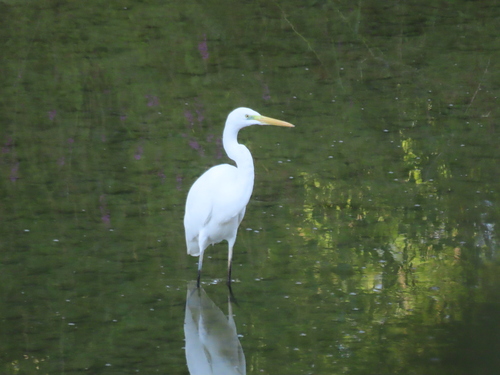 Great Egret
