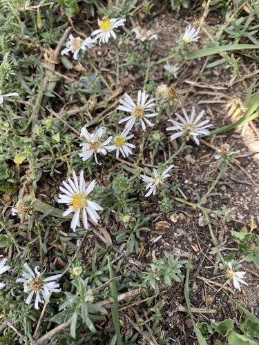 Symphyotrichum falcatum, photograph 3