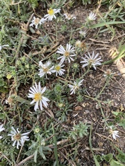 (c) Harry Podschwit, some rights reserved (CC BY) Symphyotrichum falcatum, photograph (c) Harry Podschwit, some rights reserved (CC BY)
