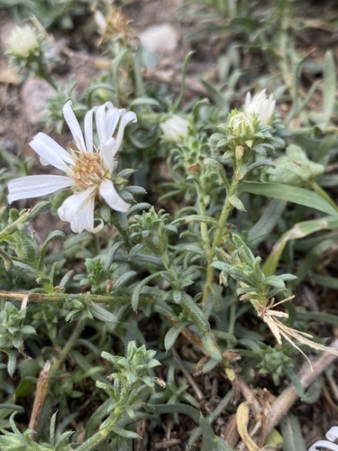 Symphyotrichum falcatum, photograph 4