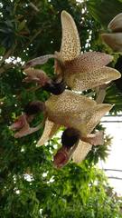 Stanhopea platyceras