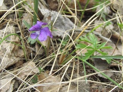 Viola dissecta