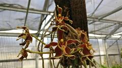 Paraphalaenopsis labukensis