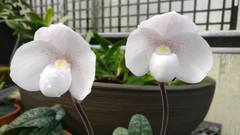 Paphiopedilum niveum