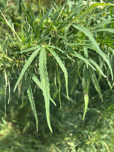Cannabis