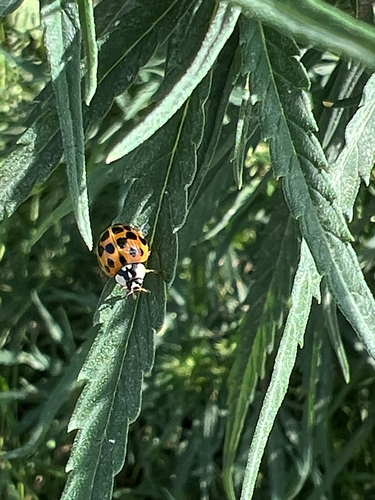 Asian Lady Beetle