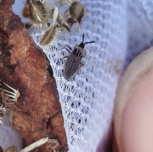 hairy lacebug