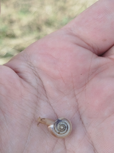 Carthusian Nun Snail