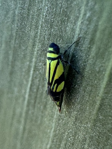 Stirellus bicolor