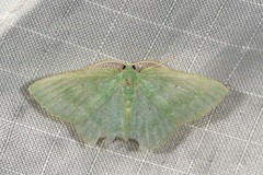 Prasinocyma lychnopasta