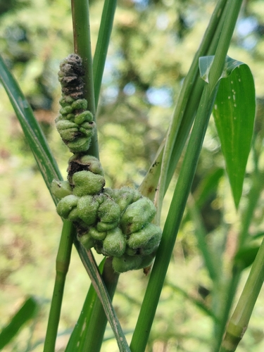 Ustilago trichophora