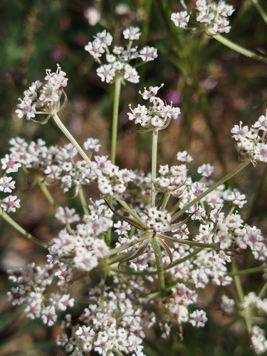 Silphiodaucus prutenicus observed 2026-08-20