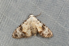 Araeopteron epiphracta