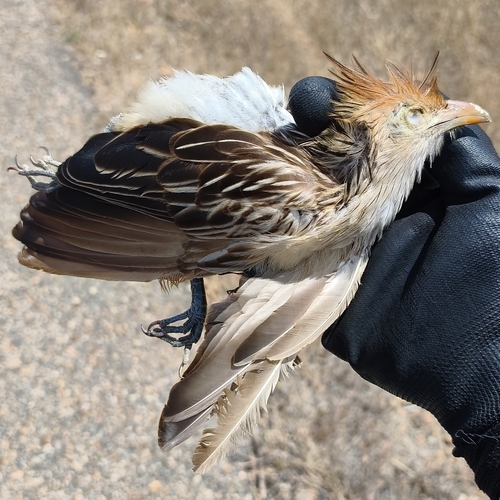 Guira Cuckoo