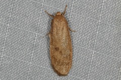 Lambula obliquilinea