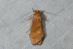 Lambula obliquilinea