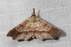 Philogethes metableta