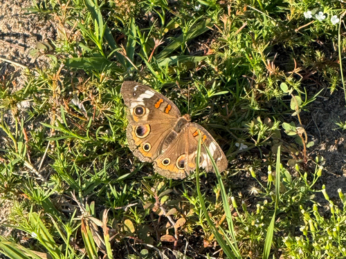 Common Buckeye