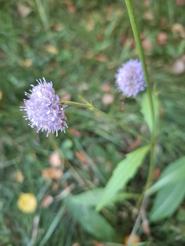 Devil's-bit Scabious