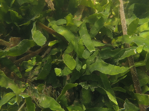 Caulerpa prolifera observed 2026-08-29