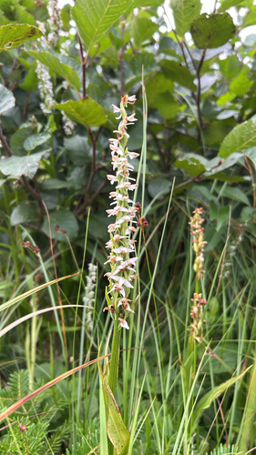 white bog orchid